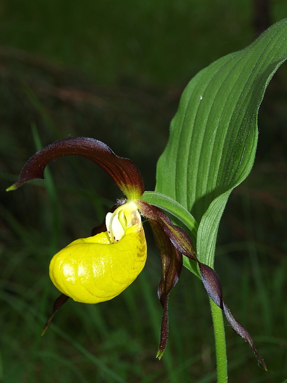 Dal Cadore 2 - Cypripedium calceolus